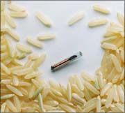 microchip & rice grains