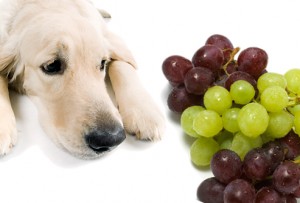 Dog grapes