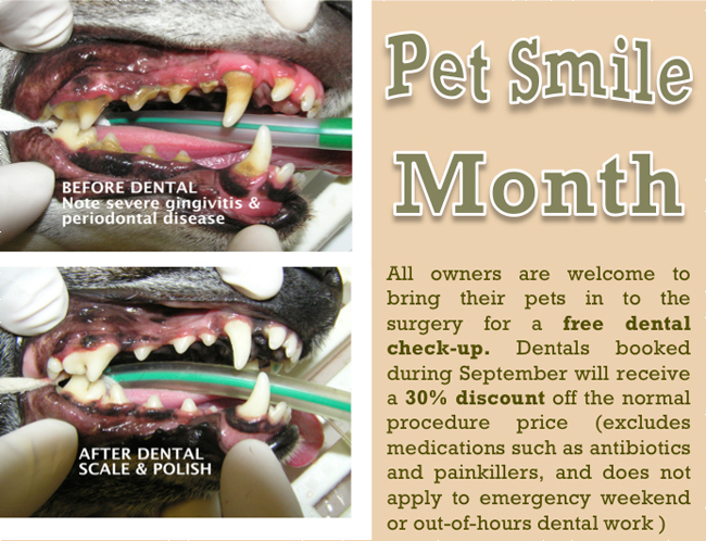 Pet Smile Month