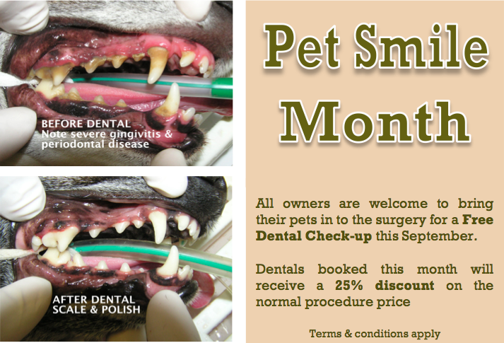 Pet Smile Month Offer Sep 2014