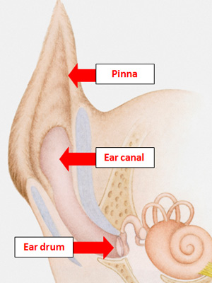 Ear canal