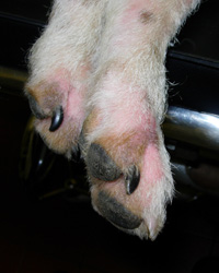 Dog sore foot