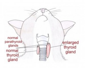 HYPERTHYROID in cats