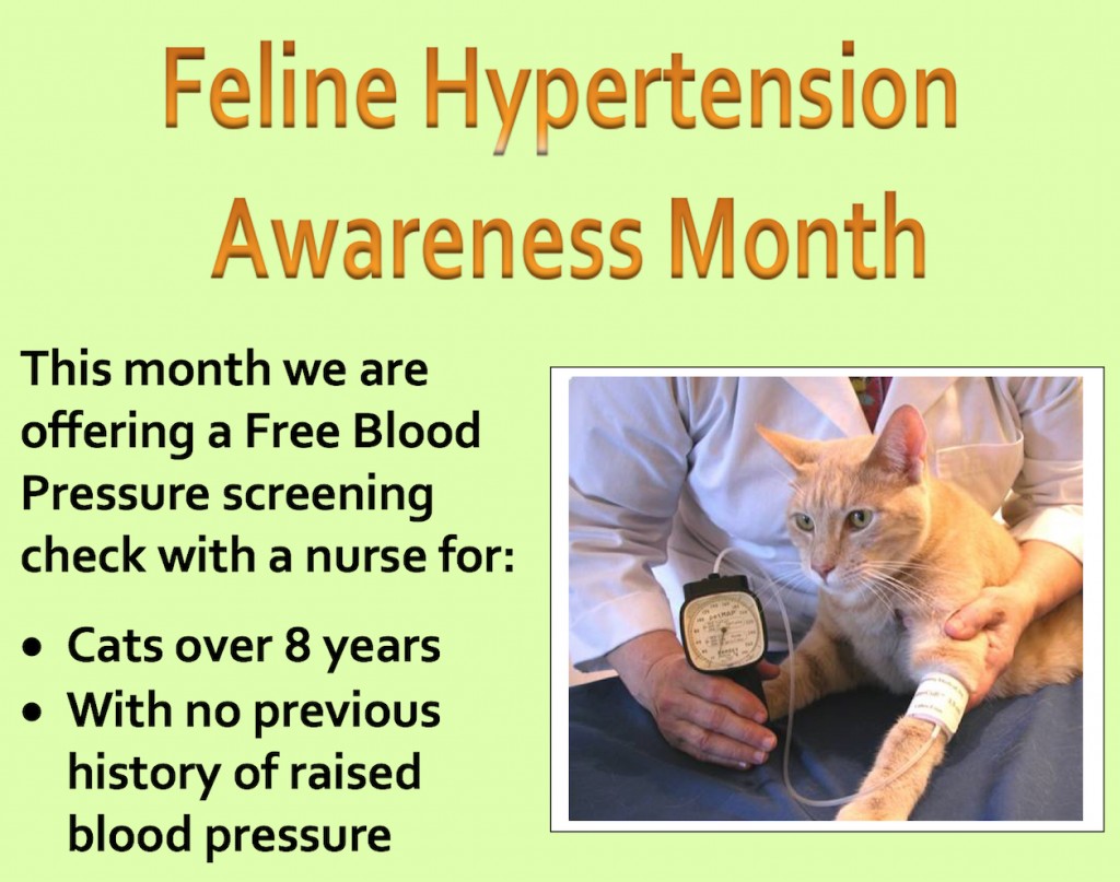 May Feline Hypertension month